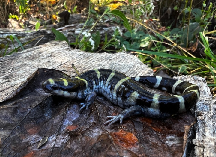 Ringed Salamander